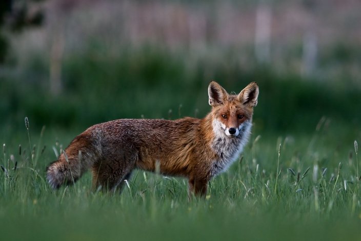 Ein Fuchs steht aufmerksam im grünen Gras und schaut in die Kamera. Der Hintergrund ist unscharf, wirkt aber wie eine natürliche, offene Landschaft.