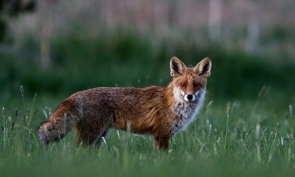 Ein Fuchs steht aufmerksam im grünen Gras und schaut in die Kamera. Der Hintergrund ist unscharf, wirkt aber wie eine natürliche, offene Landschaft.